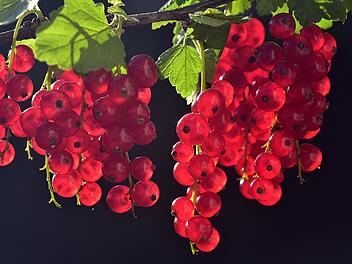 Bald k&ouml;nnen wieder frische Johannisbeeren geerntet werden.