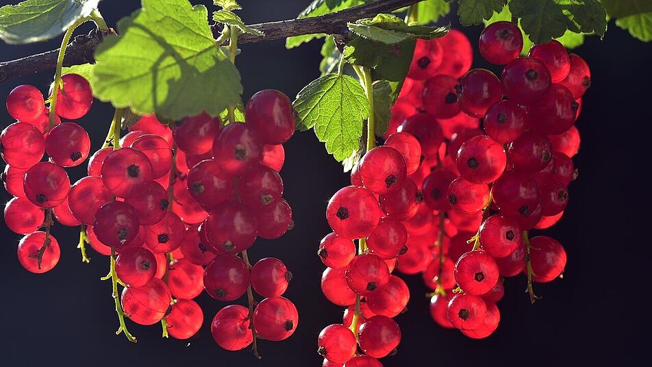 Bald können wieder frische Johannisbeeren geerntet werden. Bald können wieder frische Johannisbeeren geerntet werden.