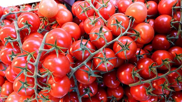 Tomaten geh&ouml;ren laufend aufgebundenen. Alle Geiztriebe, die aus dem Blattachsen kommen, sind auszubrechen.  Symbolfoto: Holger Hollemann/dpa