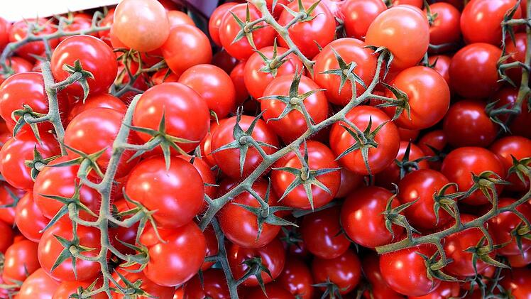 Tomaten gehören laufend aufgebundenen. Alle Geiztriebe, die aus dem Blattachsen kommen, sind auszubrechen.  Symbolfoto: Holger Hollemann/dpa