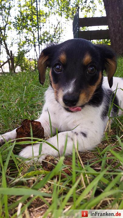 Auf den Hund gekommen: Die schönsten fränkischen Hunde unserer Nutzer