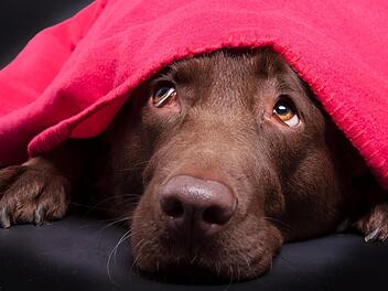Ein Labrador spitzt unter einer Decke hervor. Symbolbild: Magnus Pomm / adobestock.com