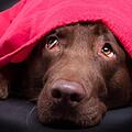 Der Labrador würde sich am Silvesterabend am liebsten unter der Decke verkriechen.  Foto: Magnus Pomm/adobestock.com