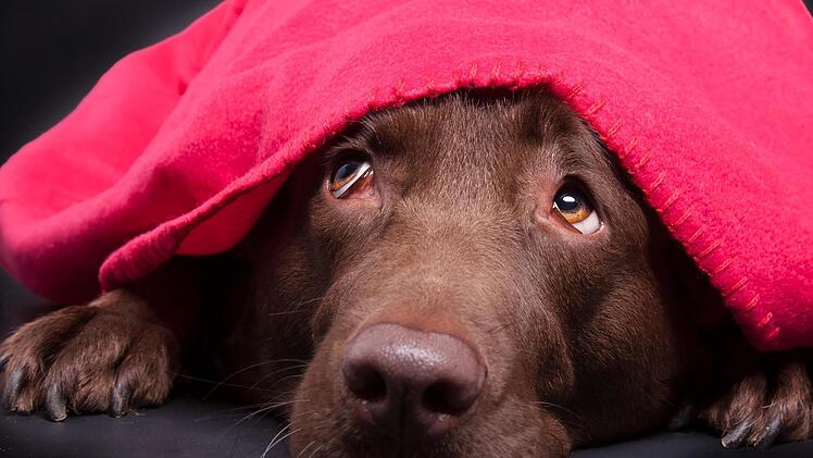 Der Labrador würde sich am Silvesterabend am liebsten unter der Decke verkriechen.  Foto: Magnus Pomm/adobestock.com