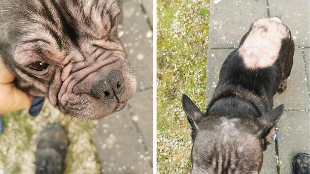 Bamberg: Besitzer gibt H&uuml;ndin Luna in schrecklichem Zustand ab - "Anblick kaum zu ertragen"