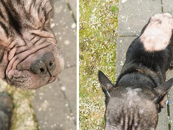 Bamberg: Besitzer gibt Hündin Luna in schrecklichem Zustand ab - "Anblick kaum zu ertragen"