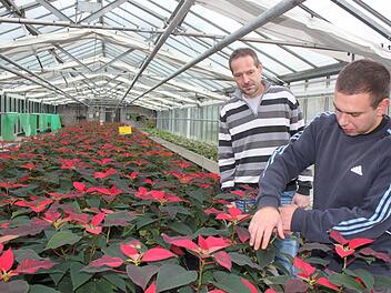 Lang ist die Reihe der Weihnachtssterne, die Auszubildender Johannes Leiber und der Chef der Kurgärtnerei, Martin Christ, betreuen. Fotos: Thomas Mäuser