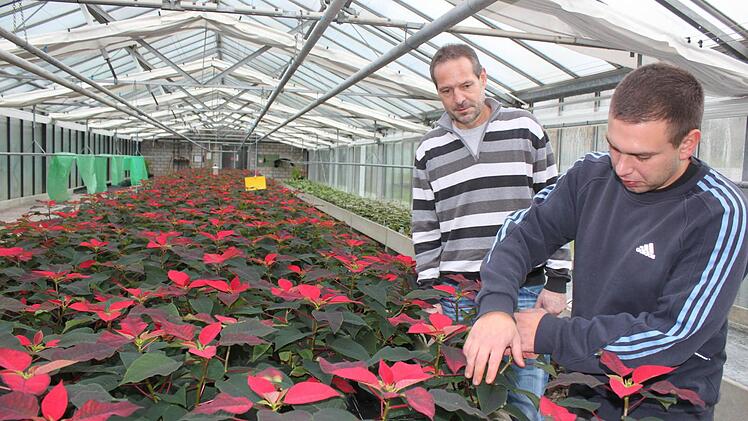 Lang ist die Reihe der Weihnachtssterne, die Auszubildender Johannes Leiber und der Chef der Kurgärtnerei, Martin Christ, betreuen. Fotos: Thomas Mäuser