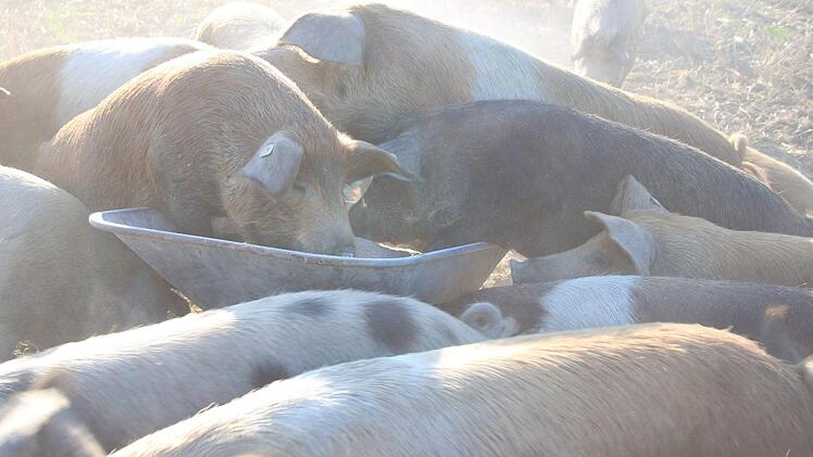 Hier geht es schweinisch zu.Foto: Stefanie Gleixner