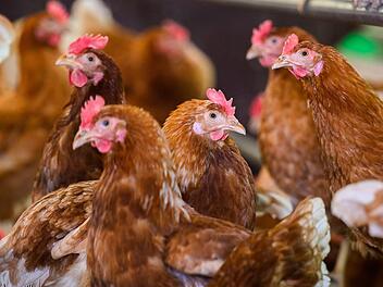 Landkreis Bamberg: Veterinäramt gibt Hinweise zu Prävention vor der Vogelgrippe Landkreis Bamberg: Veterinäramt gibt Hinweise zu Prävention vor der Vogelgrippe