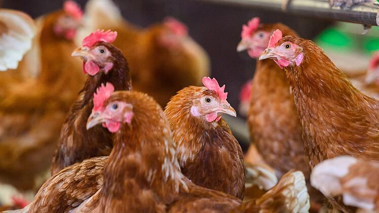 Landkreis Bamberg: Veterinäramt gibt Hinweise zu Prävention vor der Vogelgrippe