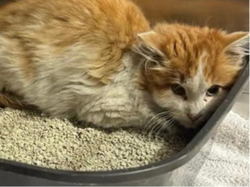 Tierheim Kitzingen: Kater in Motorhaube gefunden - Wer hat Hinweise?