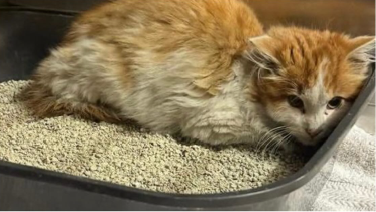 Tierheim Kitzingen: Kater in Motorhaube gefunden - Wer hat Hinweise?