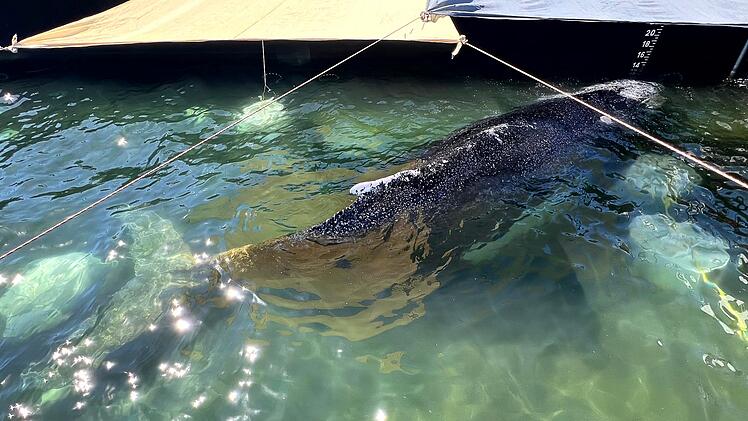 Weitere Entwicklung zum Buckelwal in der Ostsee