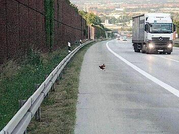 Knapp vier Wochen hat Huhn Gerda an der Autobahn gelebt. Foto: Polizeidirektion Dresden/dpa