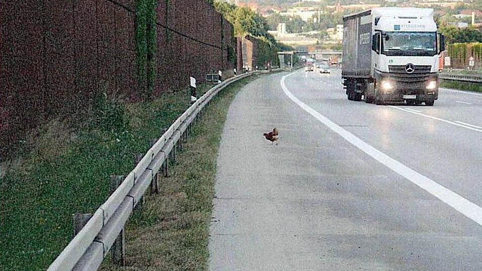 Knapp vier Wochen hat Huhn Gerda an der Autobahn gelebt. Foto: Polizeidirektion Dresden/dpa