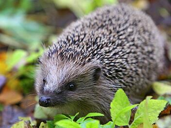 Der Igel fühlt sich im Laub unter Bäumen und Sträuchern besonders wohl. Ein Reisighaufen ist zudem perfekt für den Nachwuchs und zum Verstecken. Symbolbild: Karl-Josef Hildenbrand/dpa