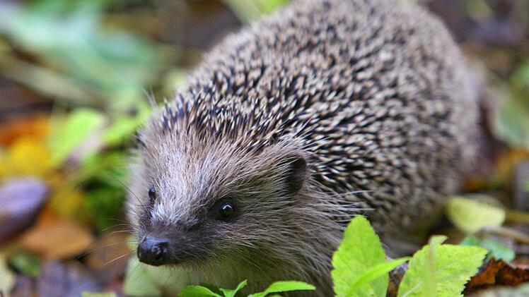 Der Igel fühlt sich im Laub unter Bäumen und Sträuchern besonders wohl. Ein Reisighaufen ist zudem perfekt für den Nachwuchs und zum Verstecken. Symbolbild: Karl-Josef Hildenbrand/dpa