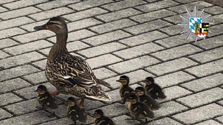 Polizisten und ein Tierschützer haben dabei geholfen,  die Entenfamilie wieder zu vereinen. Foto: Polizei Oberfranken