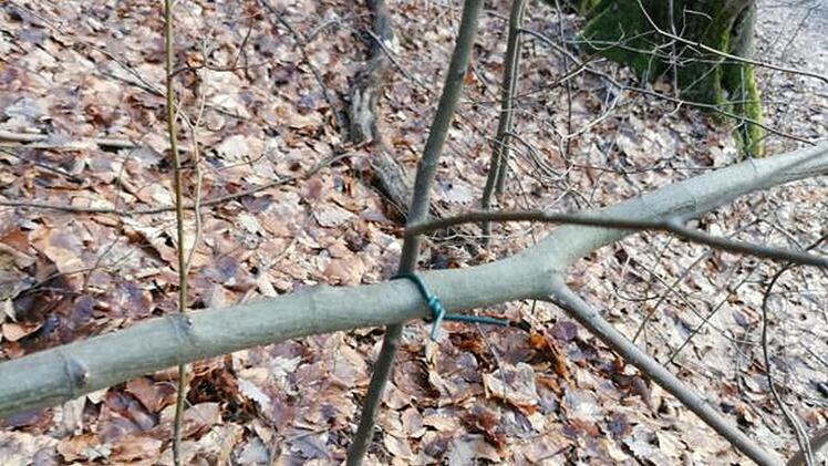 Äste   sind zu einer lebensgefährlichen Falle für Mountainbiker zusammengedrahtet