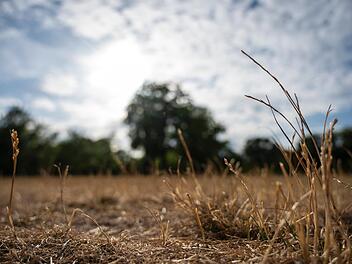 Nüdlingen ruft zum Wassersparen auf.  Vielerorts ist derzeit das Gras extrem trocken.