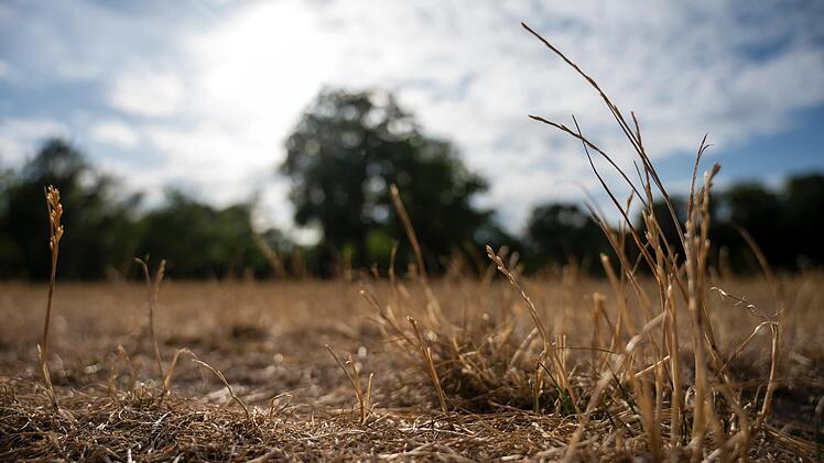Nüdlingen ruft zum Wassersparen auf.  Vielerorts ist derzeit das Gras extrem trocken.