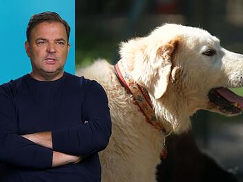 Hundetrainer Martin R&uuml;tter ist ersch&uuml;ttert &uuml;ber die Geschichte von Willi (B.) und Bruno.