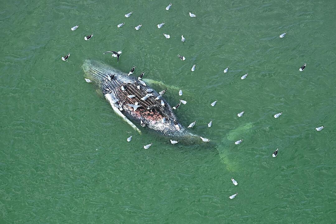 Toter Wal vor d&auml;nischer Insel Anholt entdeckt