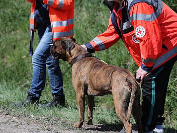 Hund bei Verkehrsunfall verletzt