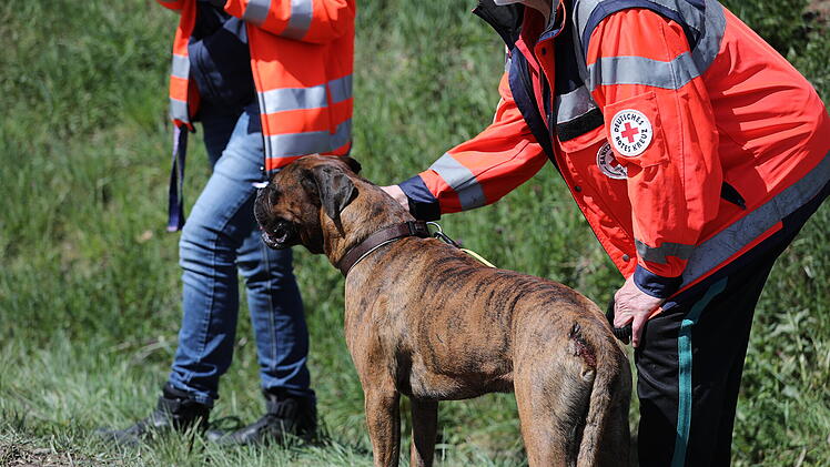 Hund bei Verkehrsunfall verletzt