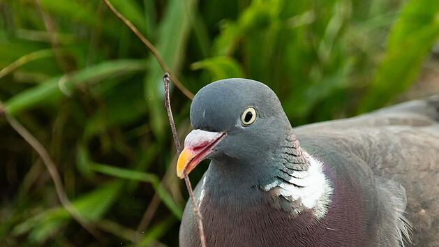 Taube in Kulmbach wegen Pommes get&ouml;tet
