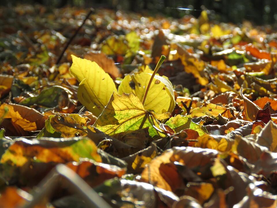 Die schönsten Herbstfotos aus Haßfurt und Umgebung