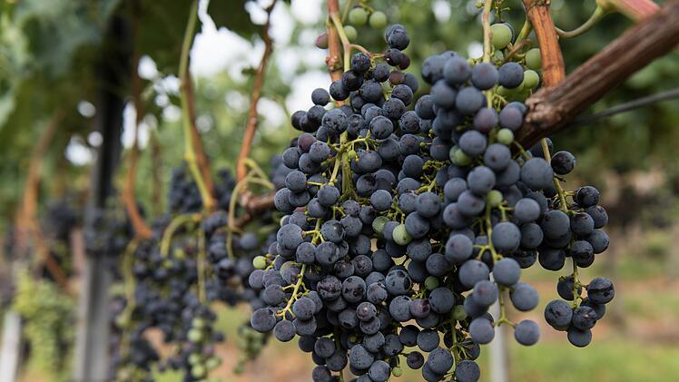 Merlot am Kaiserstuhl