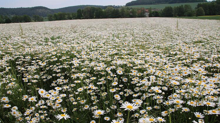 Ein Hingucker ist dieses Margeritenfeld bei Münnerstadt. Foto: Heike Beudert