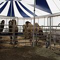 Auch die rund 30 Tiere des Circus sind auf Unterstützung angewiesen. Sie müssen gefüttert werden, auch wenn keine Einnahmen durch Vorstellungen eingehen. Fotos: privat