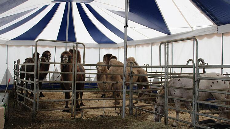 Auch die rund 30 Tiere des Circus sind auf Unterstützung angewiesen. Sie müssen gefüttert werden, auch wenn keine Einnahmen durch Vorstellungen eingehen. Fotos: privat