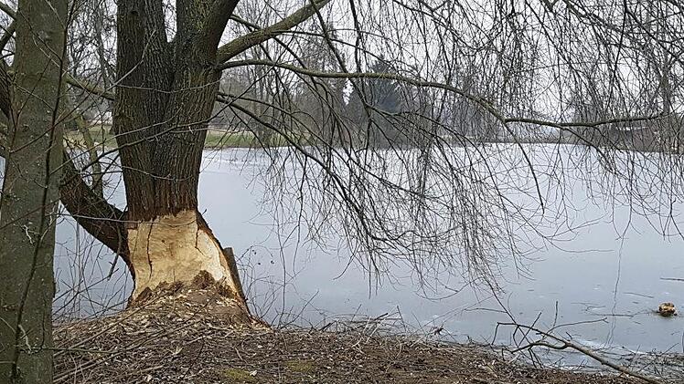 Der Biber ist auch in der Lehmgrube in Wonfurt aktiv. Dies monierte Gemeinderat Egon Vogt im Gemeinderat.Ulrike Langer
