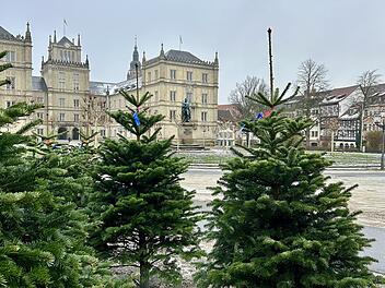 Coburger Christbaummarkt 2025: Weihnachtsbäume in historischer Kulisse