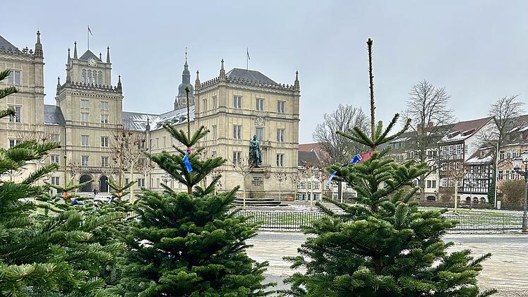 Coburger Christbaummarkt 2025: Weihnachtsbäume in historischer Kulisse
