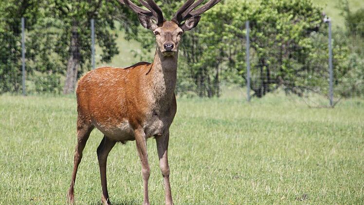 Der Platzhirsch  Foto: Friedwald Schedel