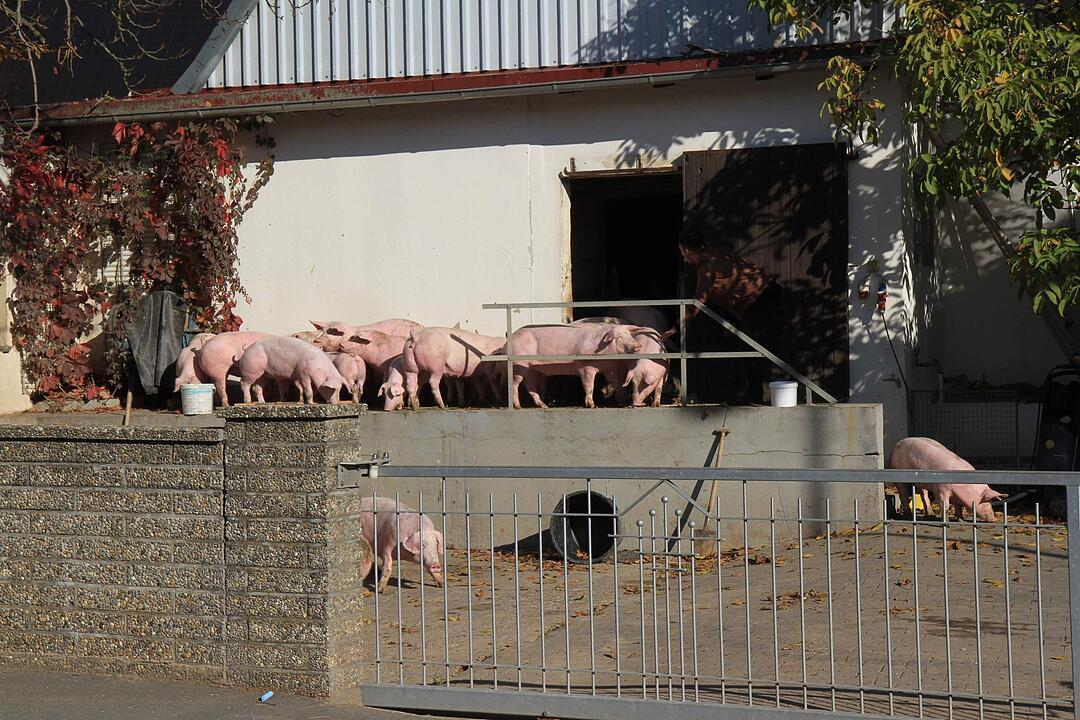 Brand in Schweinestall in Herzogenaurach