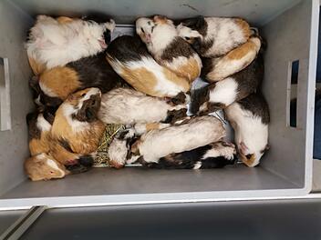 Tierheim Haßberge in Knetzgau rettet 70 Meerschweinchen