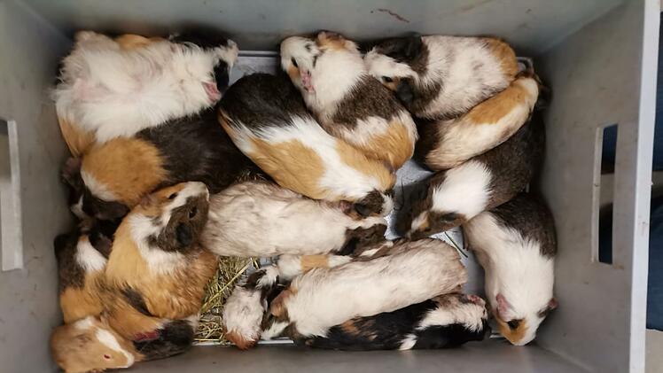 Tierheim Haßberge in Knetzgau rettet 70 Meerschweinchen