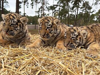 Drillings-Nachwuchs bei Sibirischen Tigern