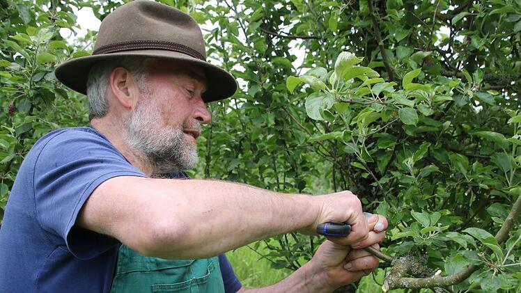 Hans-Karl Hertel beim Veredeln eines Baumes auf seiner Obstwiese am Fuß des Staffelbergs     Foto: Matthias Einwag