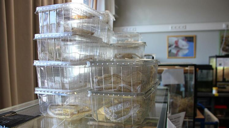 Die Häute der Nattern. Foto: Ellen Mützel