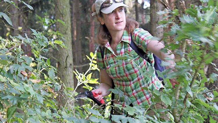 Wanderwege können auch durch oder nah an den Wald führen. Dann wird es mitunter unwegsam.