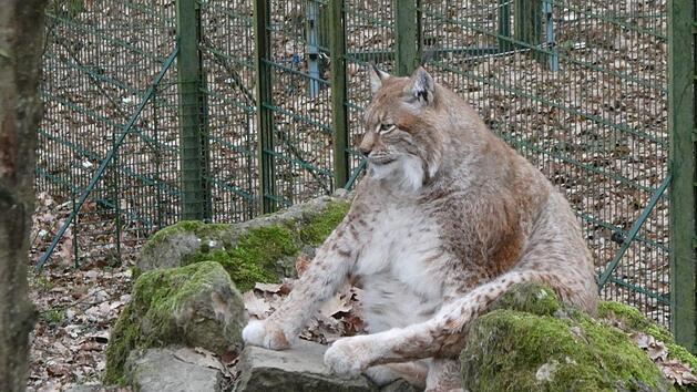 Dieser Luchs hat definitiv ein paar Kilo zu viel auf den Rippen. Aber woran liegt das? Zu Hause ist er &uuml;brigens in Unterfranken. Leser-Foto: Jost Kessler