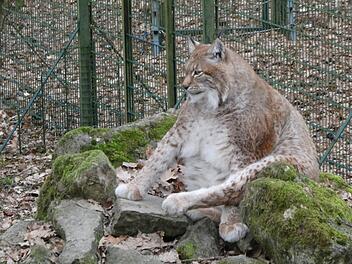 Dieser Luchs hat definitiv ein paar Kilo zu viel auf den Rippen. Aber woran liegt das? Zu Hause ist er übrigens in Unterfranken. Leser-Foto: Jost Kessler