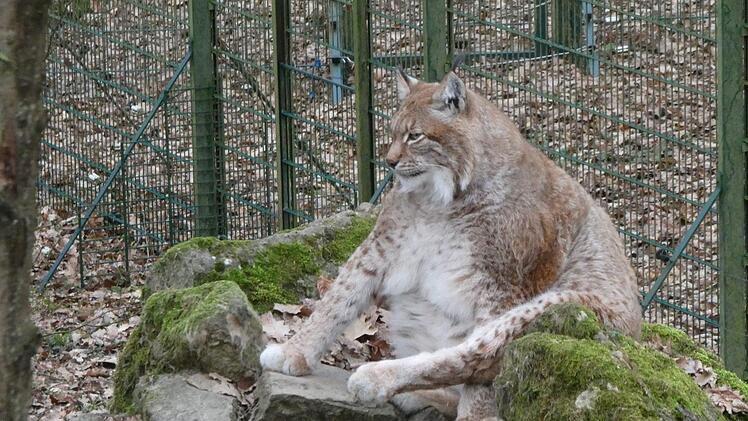 Dieser Luchs hat definitiv ein paar Kilo zu viel auf den Rippen. Aber woran liegt das? Zu Hause ist er übrigens in Unterfranken. Leser-Foto: Jost Kessler